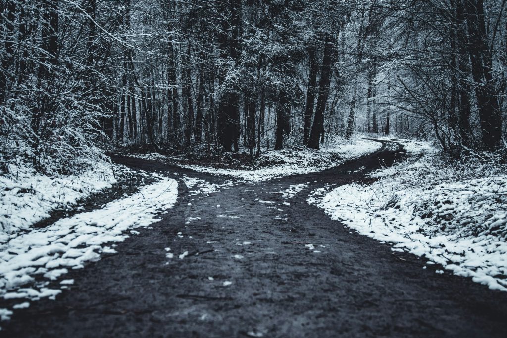 Image of a forest road leading to two different paths